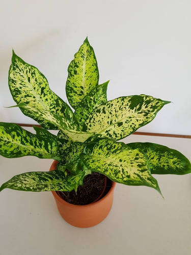 Envio y venta de flores ,rosas, plantas,arreglos florales ,regalos y desayunos a domicilio con delivery gratis en la Ciudad Autonoma de Buenos Aires y con costo de env�o en localidades del Gran Buenos Aires asi como delivery de flores y plantas a trav�s de florerias asociadas en todas las provincias de la Argentina, Buenos Aires, la Pampa, Tucuman, La Rioja, R�o Negro, Entre Rios, Corrientes, Misiones, Neuquen, Chubut, Tierra del Fuego, Santa Cruz, San Luis, Mendoza, Cordoba, Jujuy, Formosa, Santiago del Estero, Salta, Chaco, Catamarca ,San Juan, y ademas realizamos el delivery de flores ,coronas,palmas , plantas y regalos a todas las ciudades de Argentina, Mar del Plata, C�rdoba, Buenos Aires, con cargo en Santa Rosa, La Plata, Bella Vista, Neuquen, Pilar, Paran�, Posadas, Resistencia, Cipolleti y mas de 300 ciudades y localidades en todo el territorio de nuestro pa�s, asi como tambien tenemos la posibilidad de enviar flores a casi todo el mundo en cuestion de horas